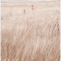 Grass in the mountains