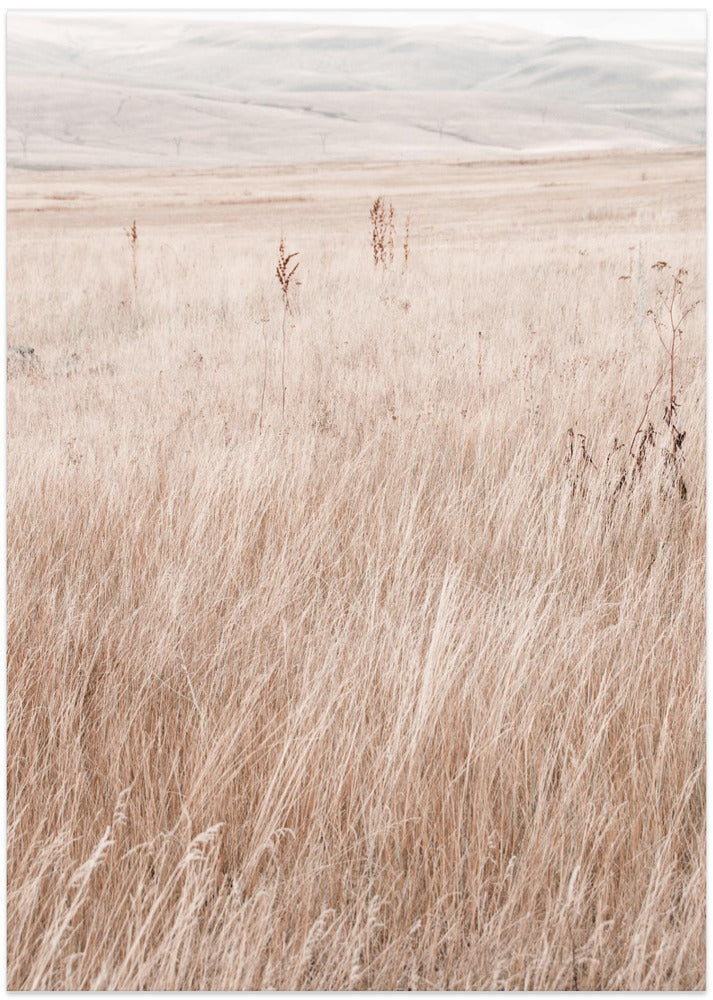 Grass in the mountains