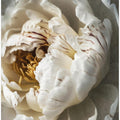 Art Prints of Nostalgicnatureno20
