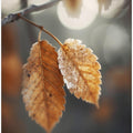 Autumnimpression