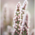 Naturedetail