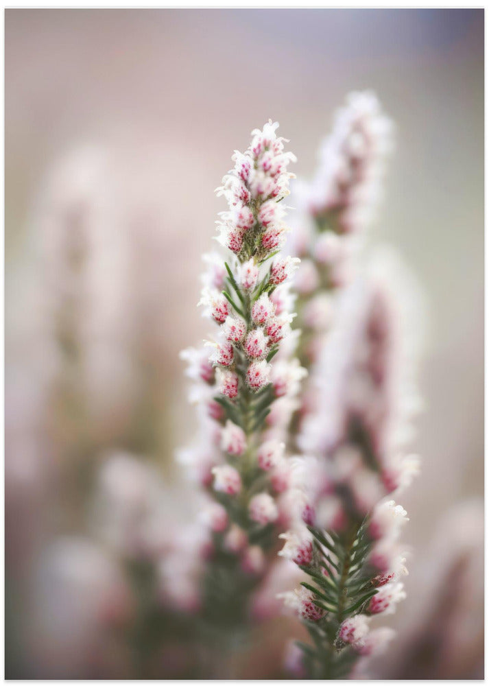 Naturedetail