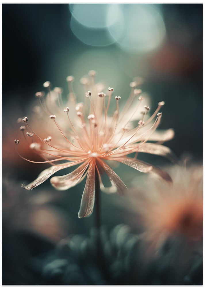 Soft Petal Dream