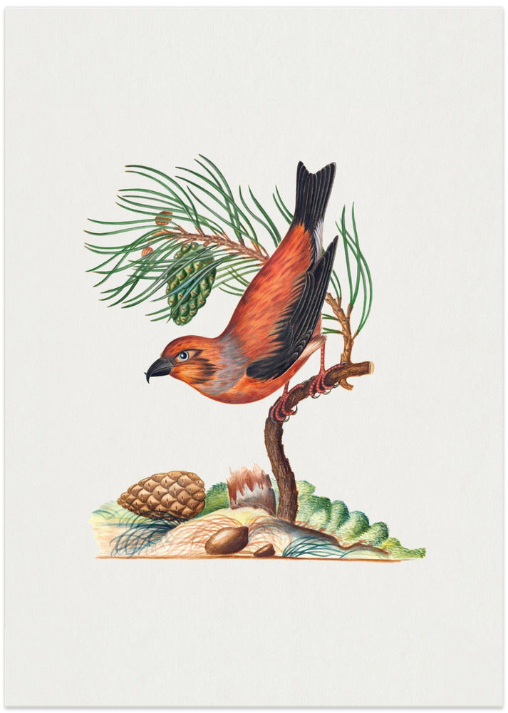 Red Crossbill