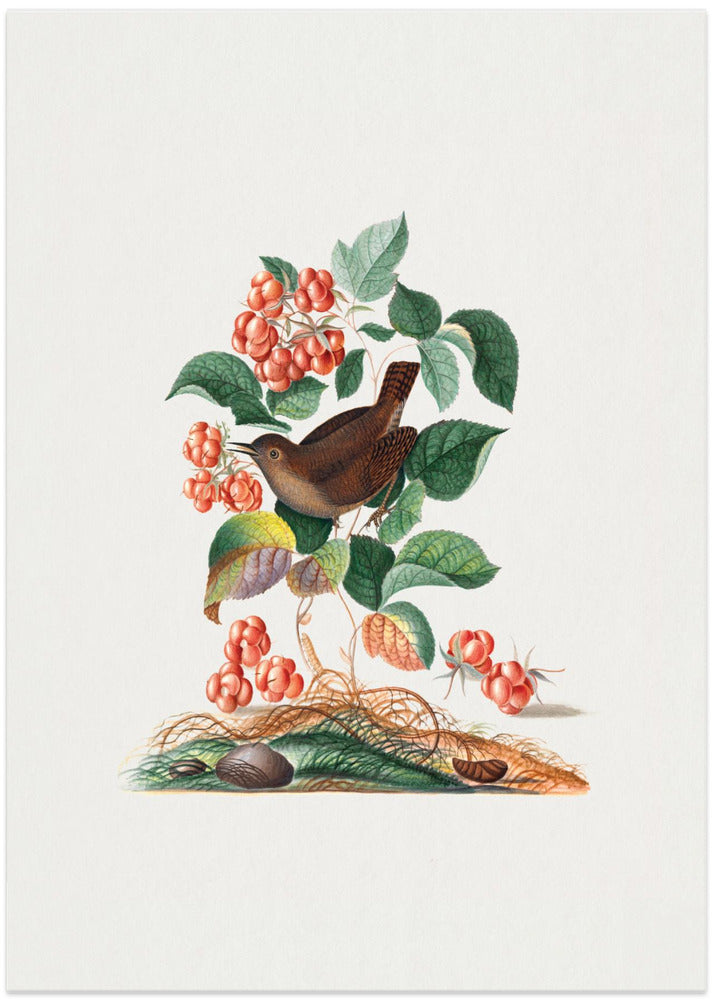 Eurasian Wren