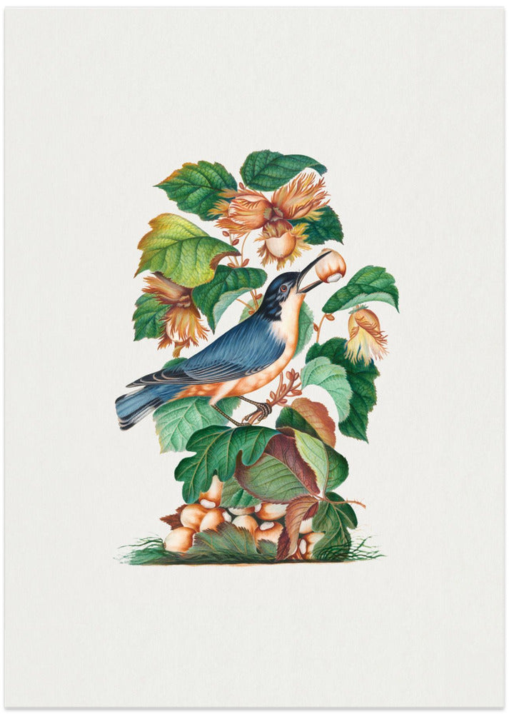 Beautiful Nuthatch