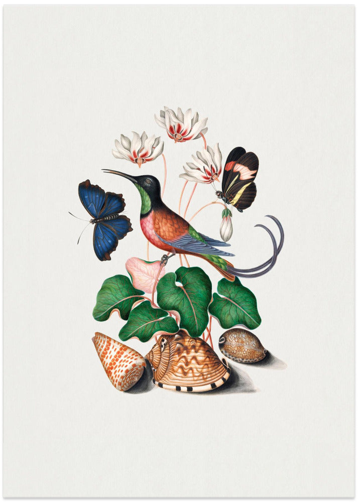 Hummingbird