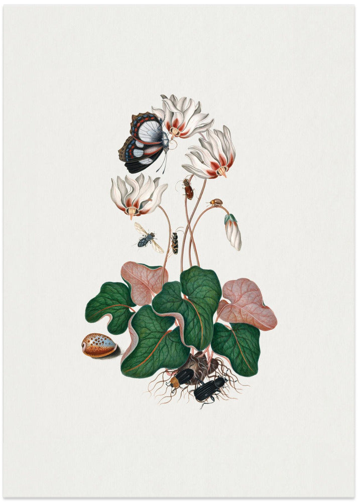 Cyclamen
