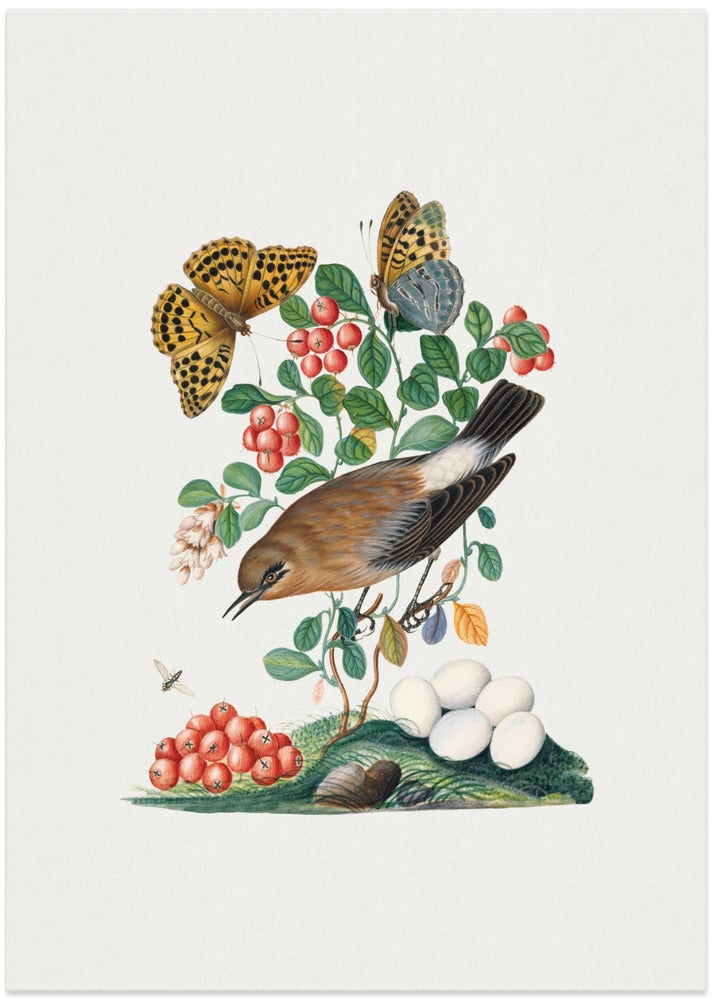Northern Wheatear