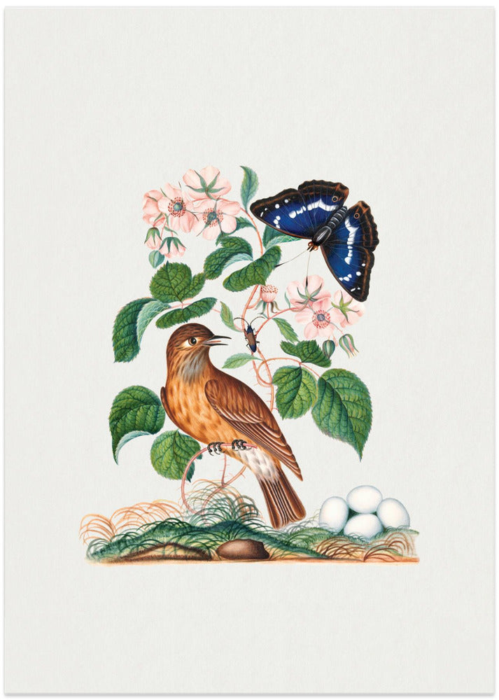 Flycatcher