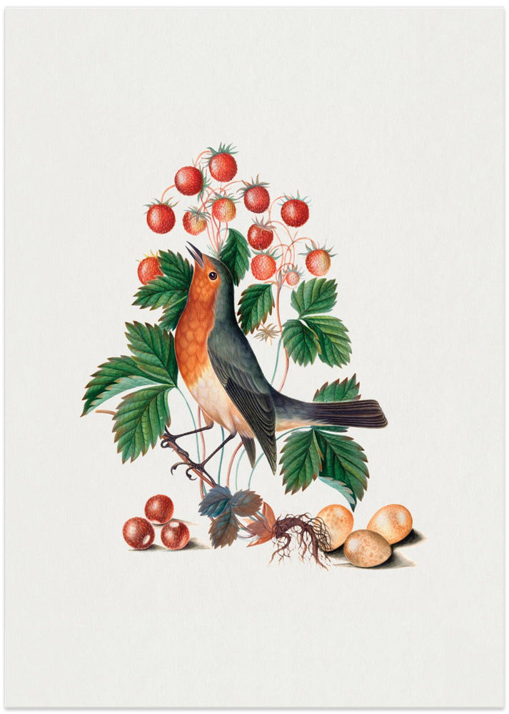 European Robin and Wild Strawberry