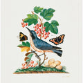 Subalpine Warbler