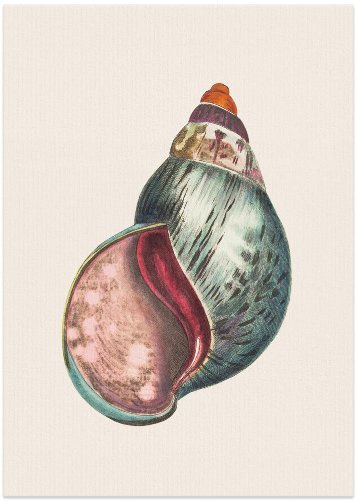 Agate Bulla