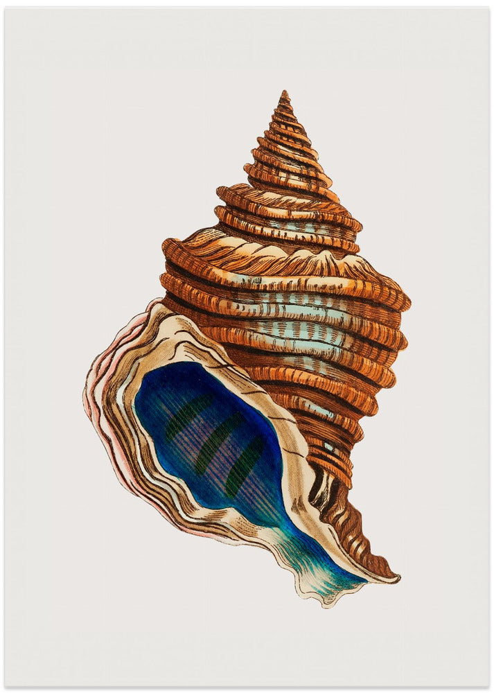 Shell Club Shaped
