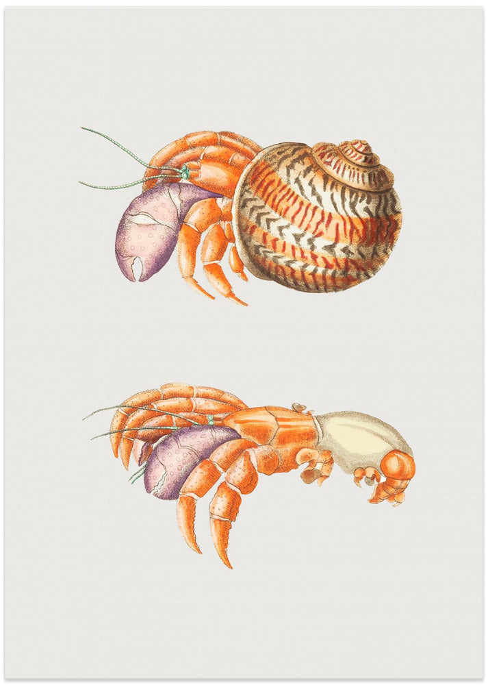 Diogenes Crab