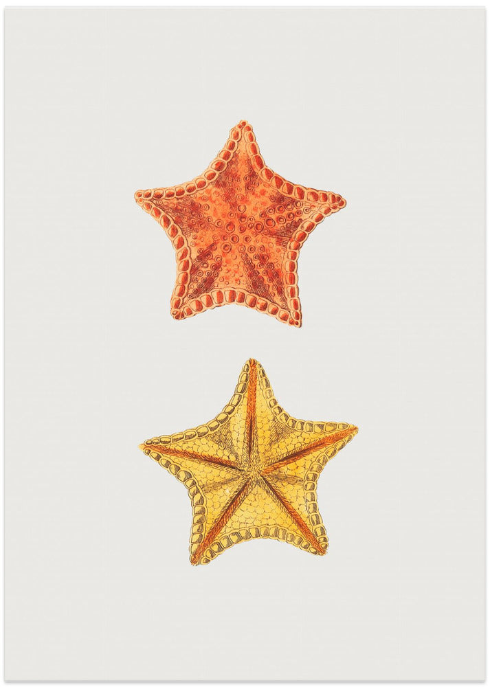 Carved Asterias