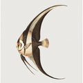 Long Finned Chaetodon