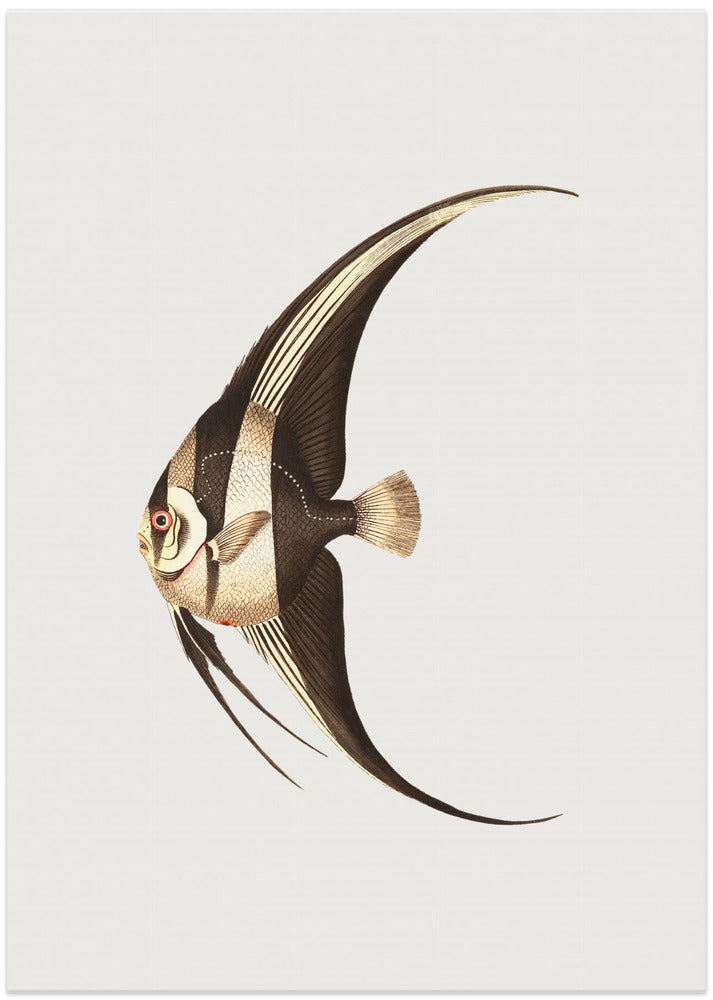 Long Finned Chaetodon