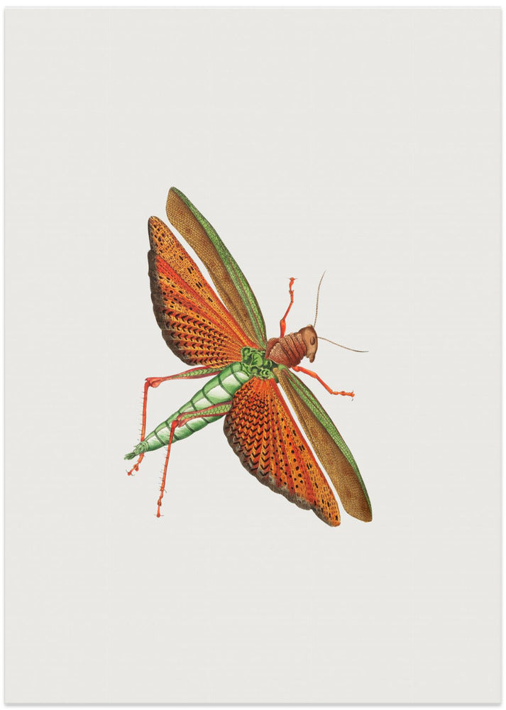 Imperial Locust