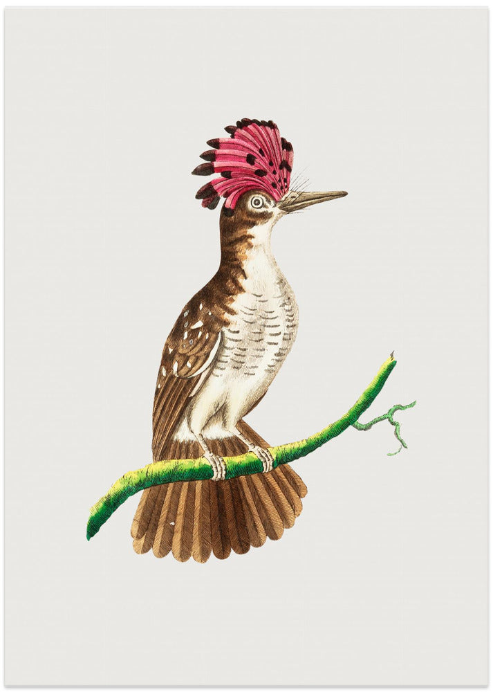 Crested Tody