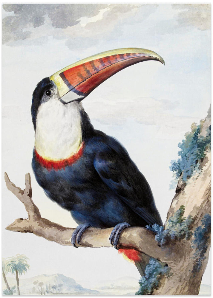 Red Billed Toucan