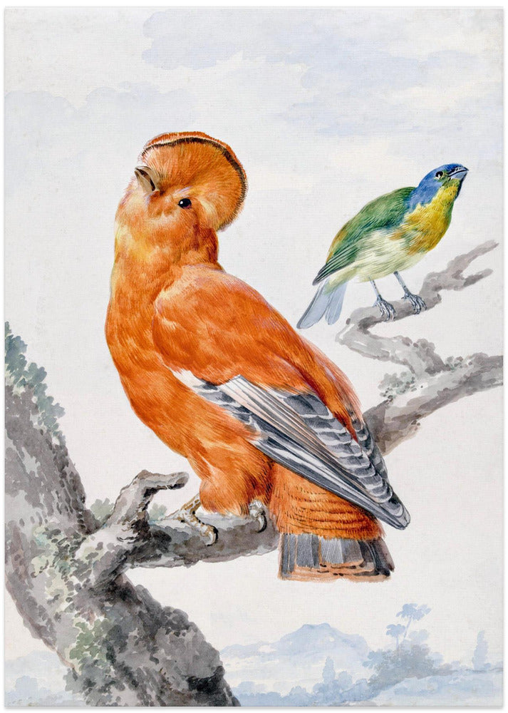 Two Exotic Birds