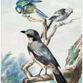 Three Birds