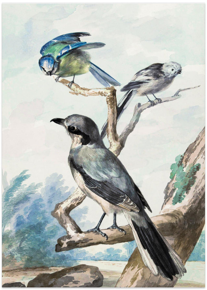 Three Birds