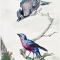 Two Birds  a Blue Jay and a Purple Breasted Cotinga