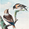 Two Birds  Hawfinch