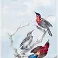 Three Crimson Sunbirds