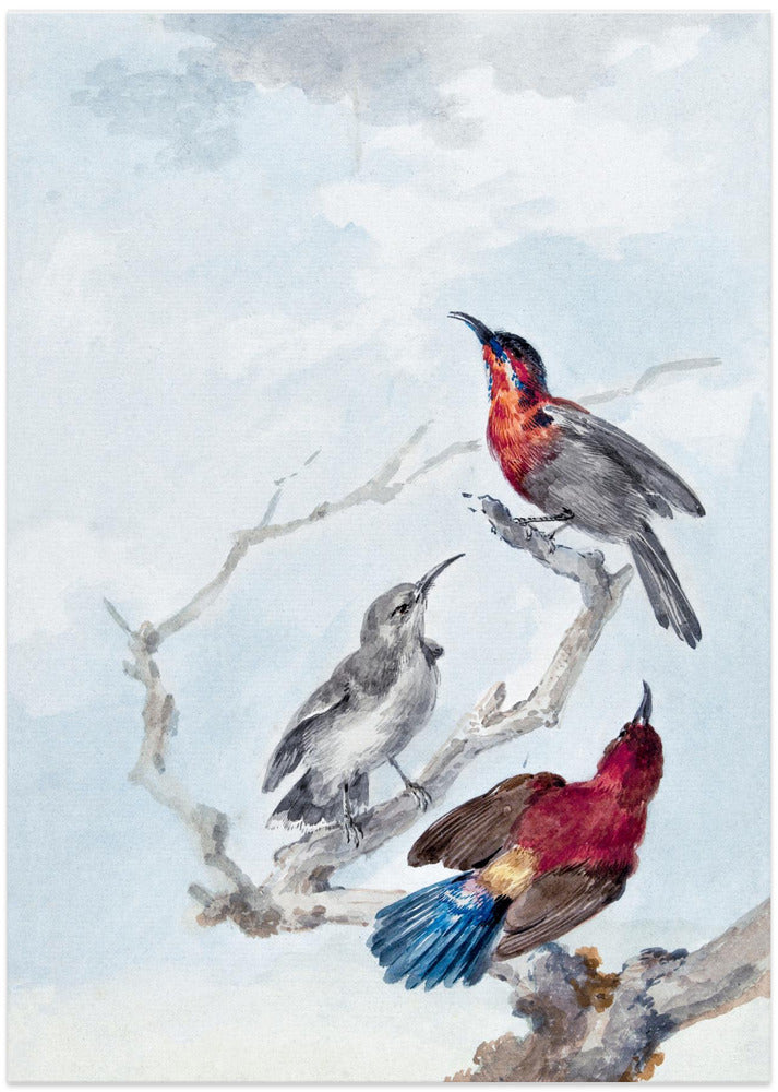 Three Crimson Sunbirds