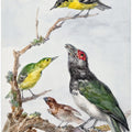 Four Different Birds On a Branch