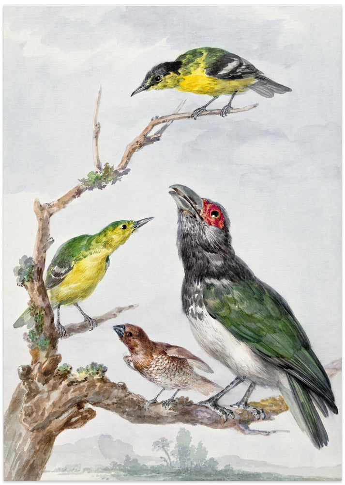 Four Different Birds On a Branch