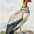Stone Curlew