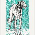 Greyhound