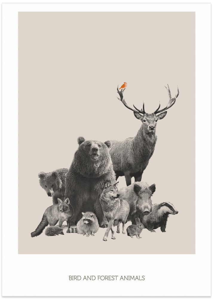 Bird and Forest Animals