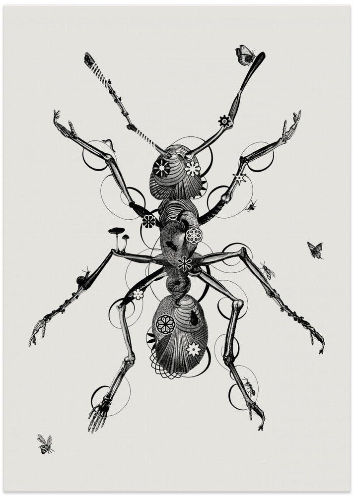 Ant