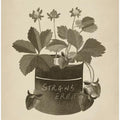 Vintage strawberry plant