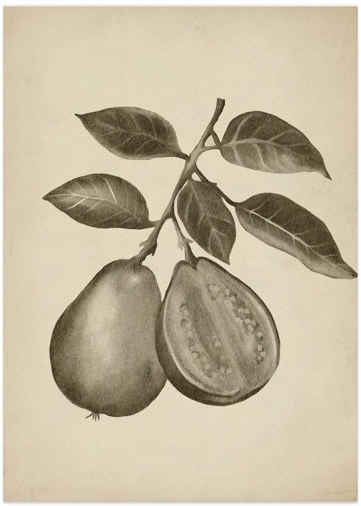 Vintage fruit