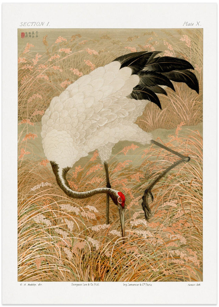 Sarus Crane In Rice Field