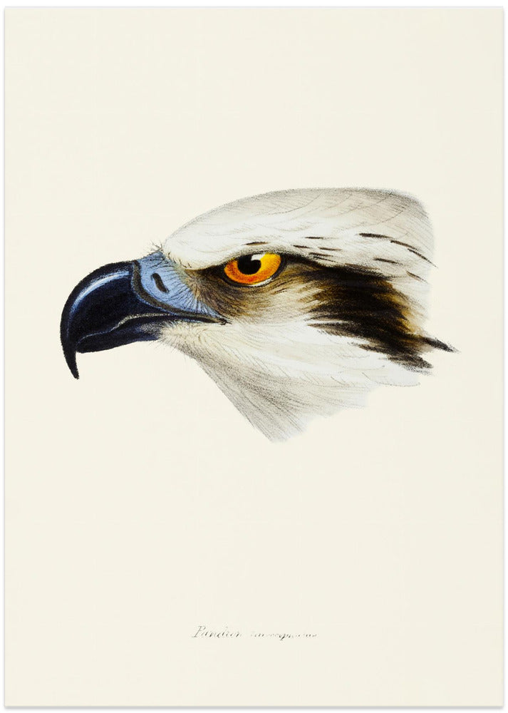 White Headed Osprey