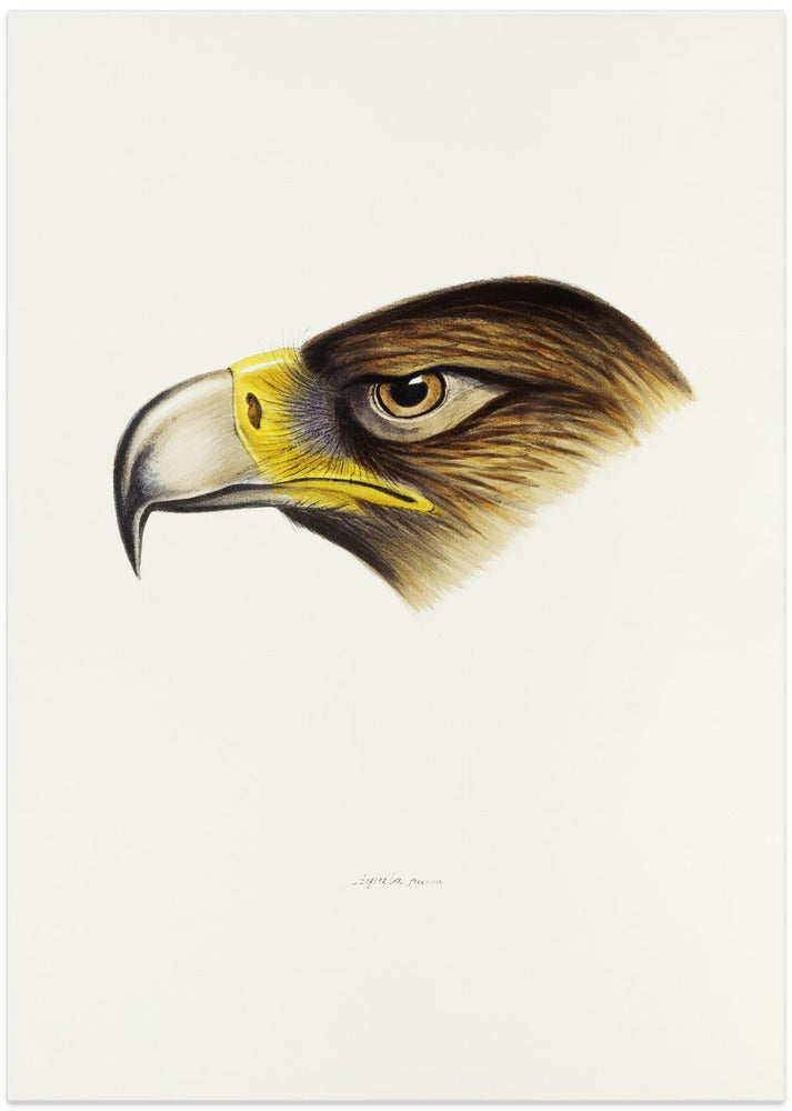 Wedge Tailed Eagle
