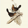 Downy Pycnoptilus