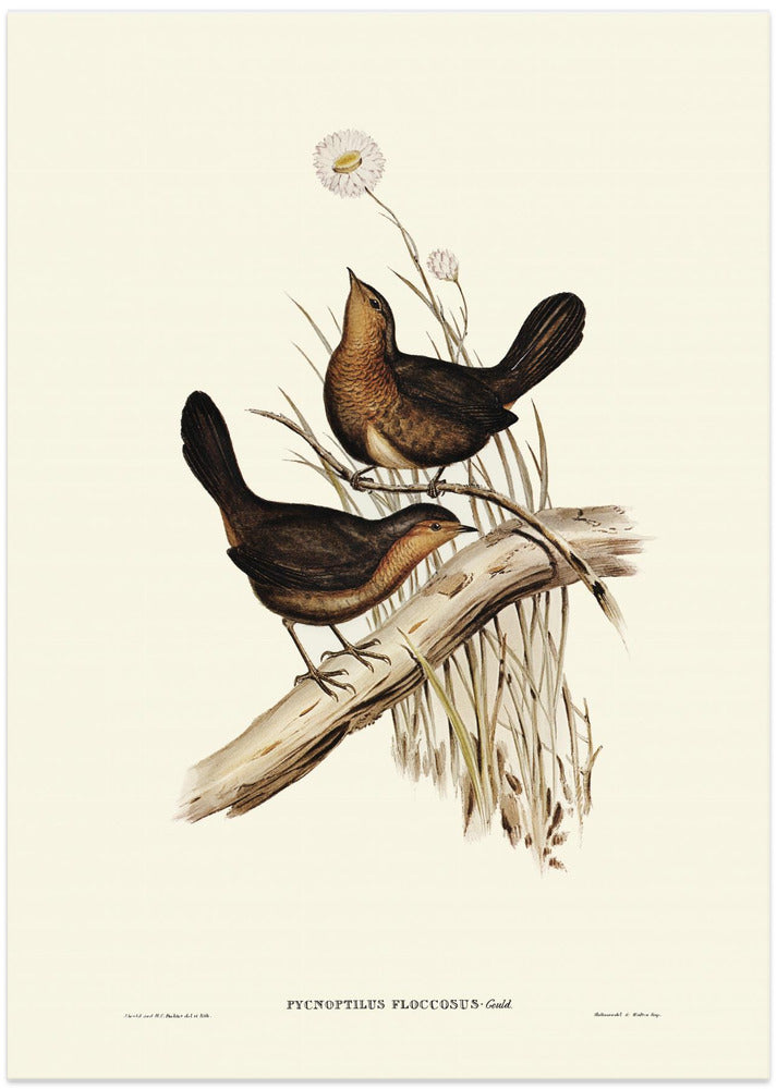 Downy Pycnoptilus