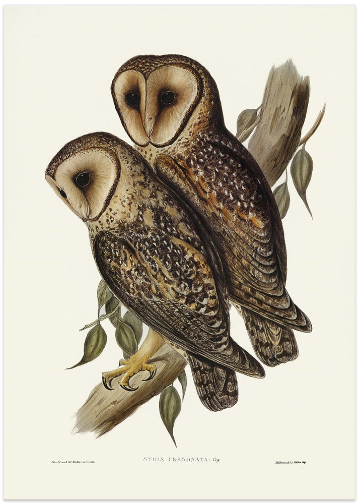 Masked Barn Owl