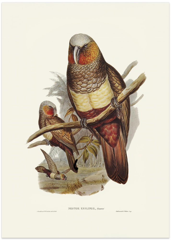 Prince of Essling's Parrot