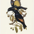 Rawnsley's Bower Bird