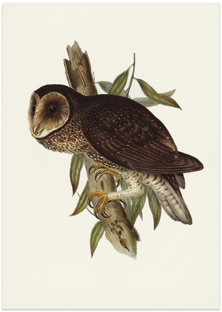Sooty Owl