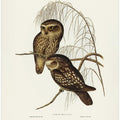 Spotted Owl